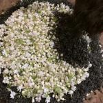 Chè Nhài cao cấp Hoài Trung