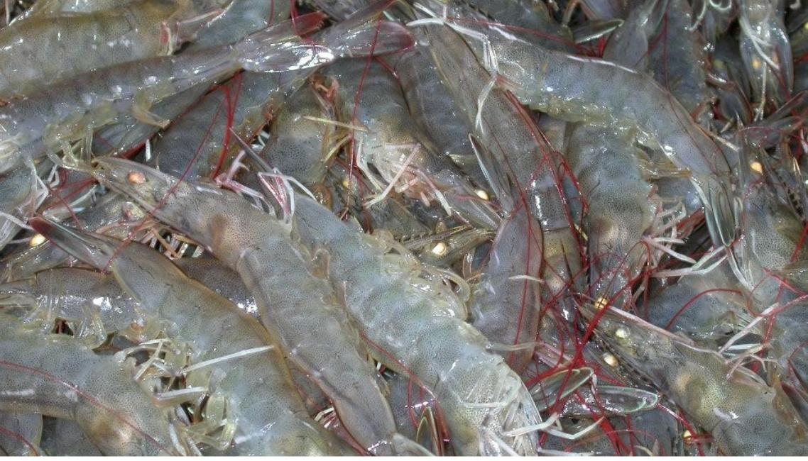 các mặt hàng thủy sản xuất khẩu của việt nam