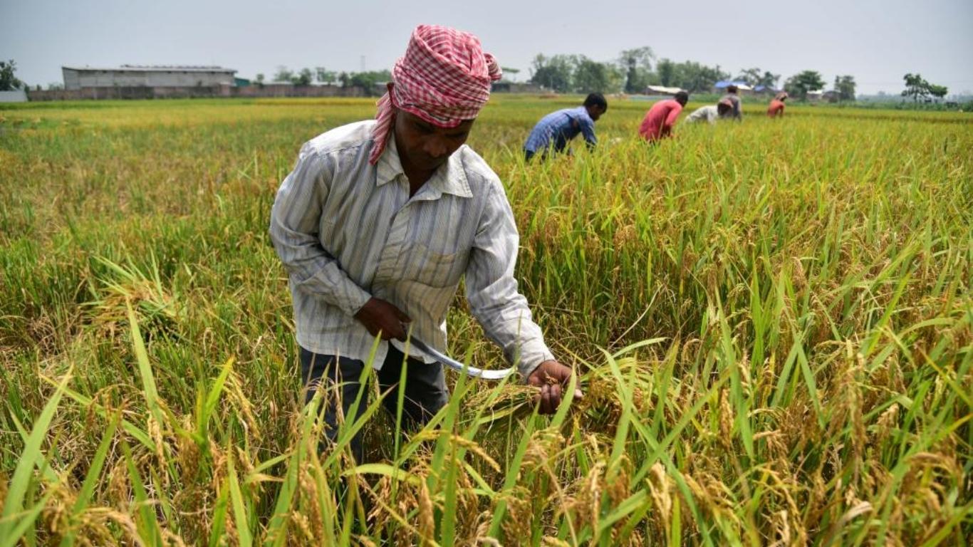 các nước xuất khẩu gạo lớn nhất thế giới