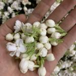 Chè Nhài cao cấp Hoài Trung