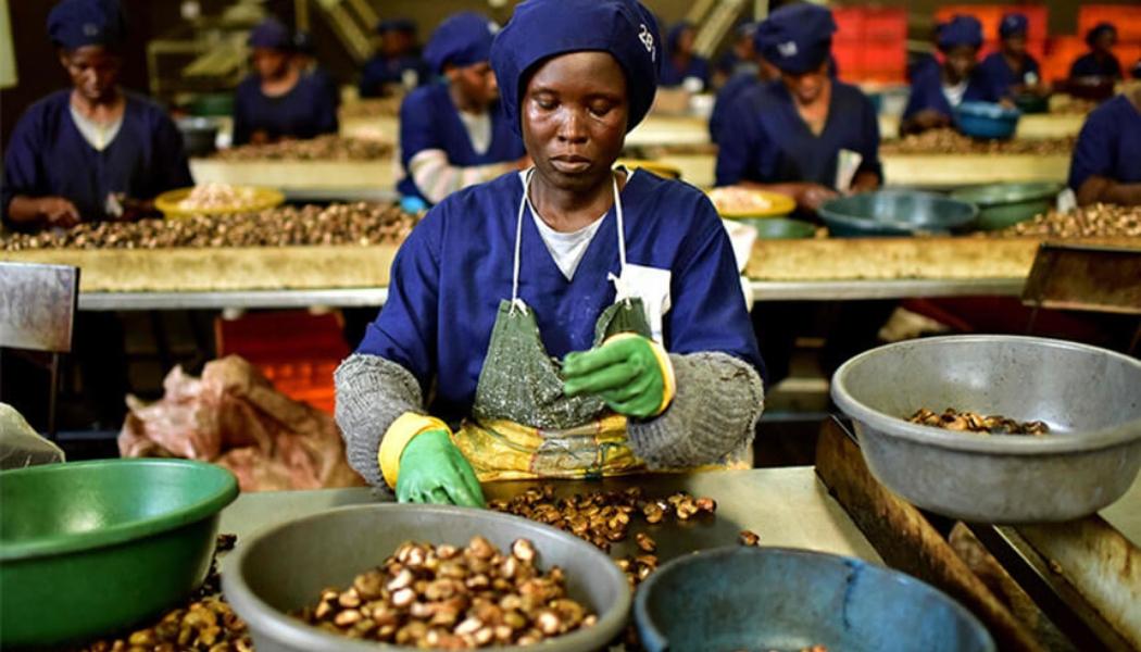 nước xuất khẩu hạt điều lớn nhất thế giới