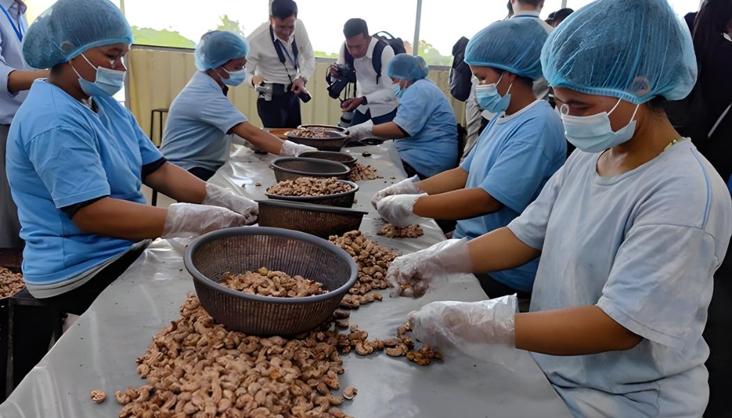 nước xuất khẩu hạt điều lớn nhất thế giới