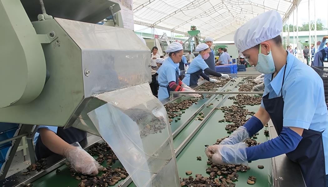 nước xuất khẩu hạt điều lớn nhất thế giới