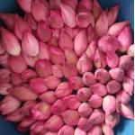 Trà Sen đặc biệt