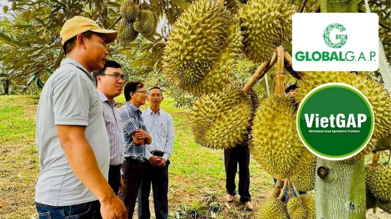 xuất khẩu sầu riêng sang Mỹ