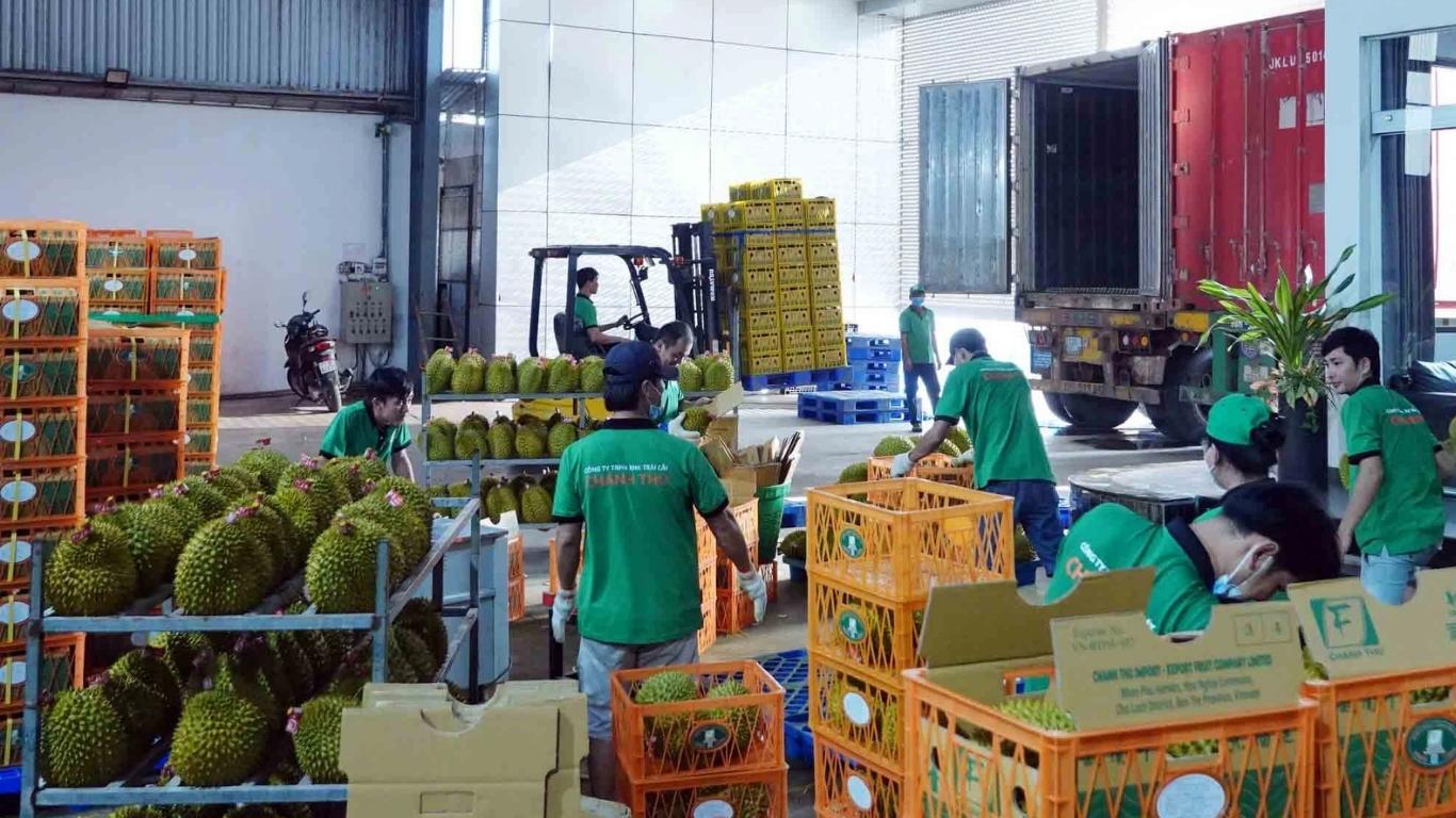 xuất khẩu sầu riêng sang Mỹ