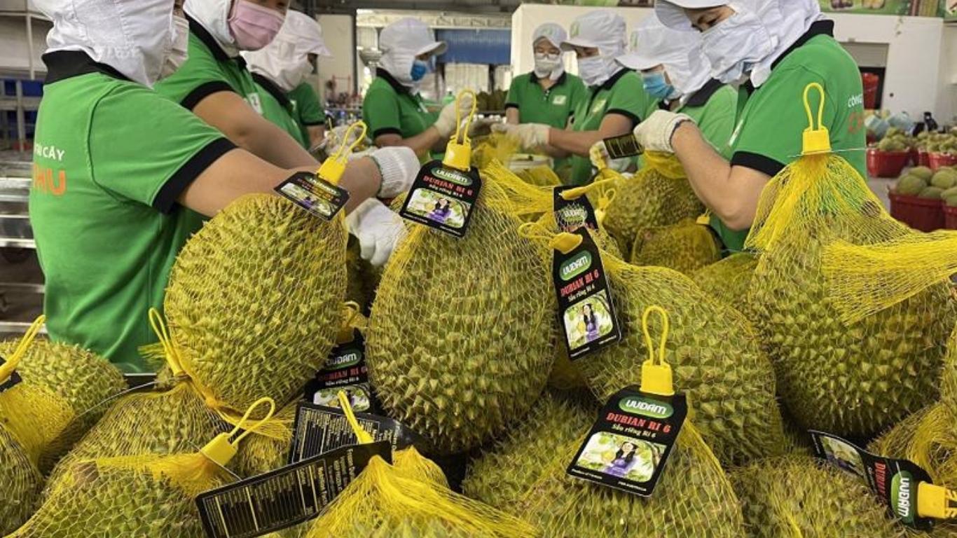 xuất khẩu sầu riêng sang trung quốc