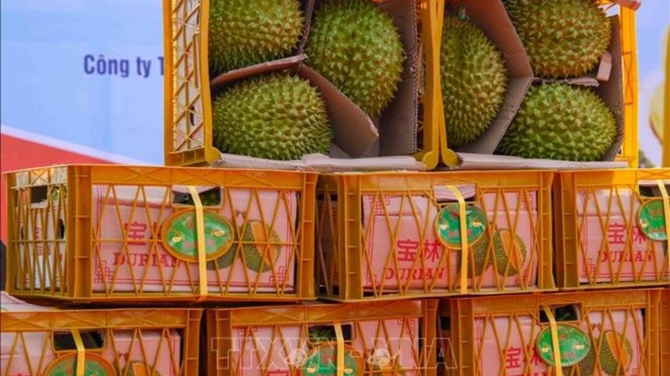 xuất khẩu sầu riêng sang trung quốc